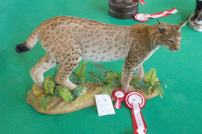 Lince